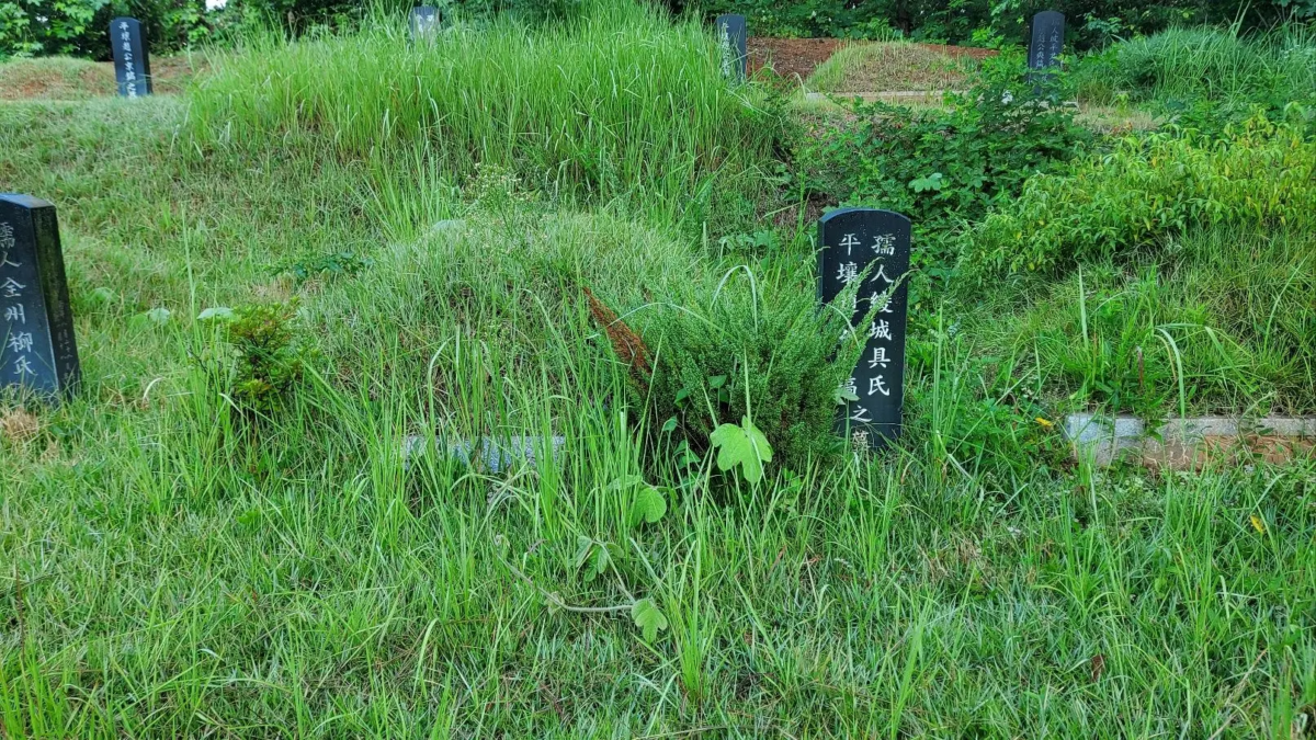 벌초대행