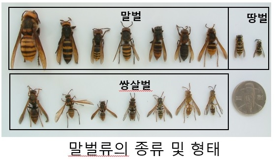 벌초 