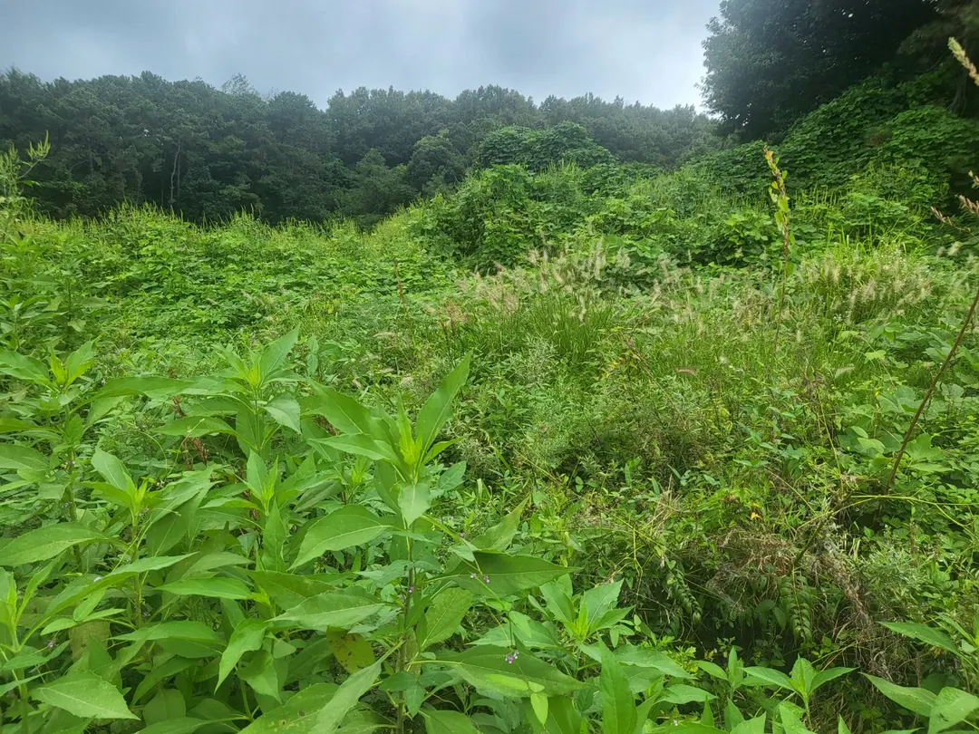 벌초대행
